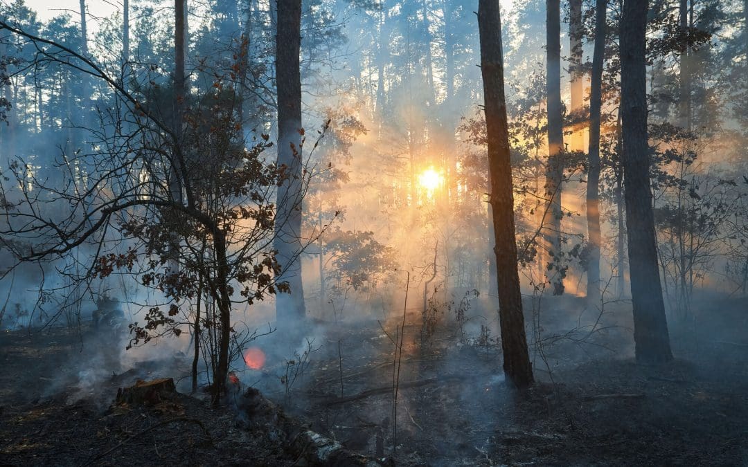 Top 5 Summer Fire Safety Tips for Californians