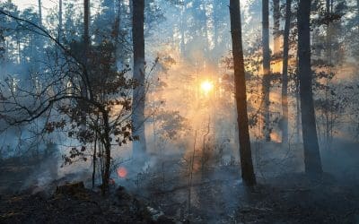 Top 5 Summer Fire Safety Tips for Californians